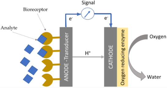 Schematic of an EFC-based Biosensor and its Detection Mechanism. All Rights Reserved.