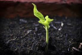 Picture of sapling growing in compost - source gardeningknowow.com
