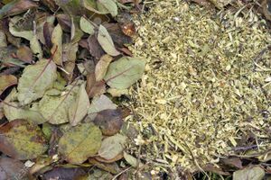 Picture of Garden Waste source 123RF.com