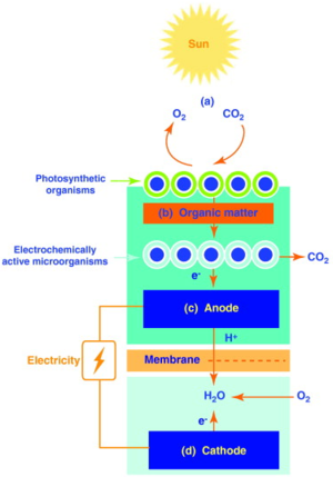 MSC Diagram.png